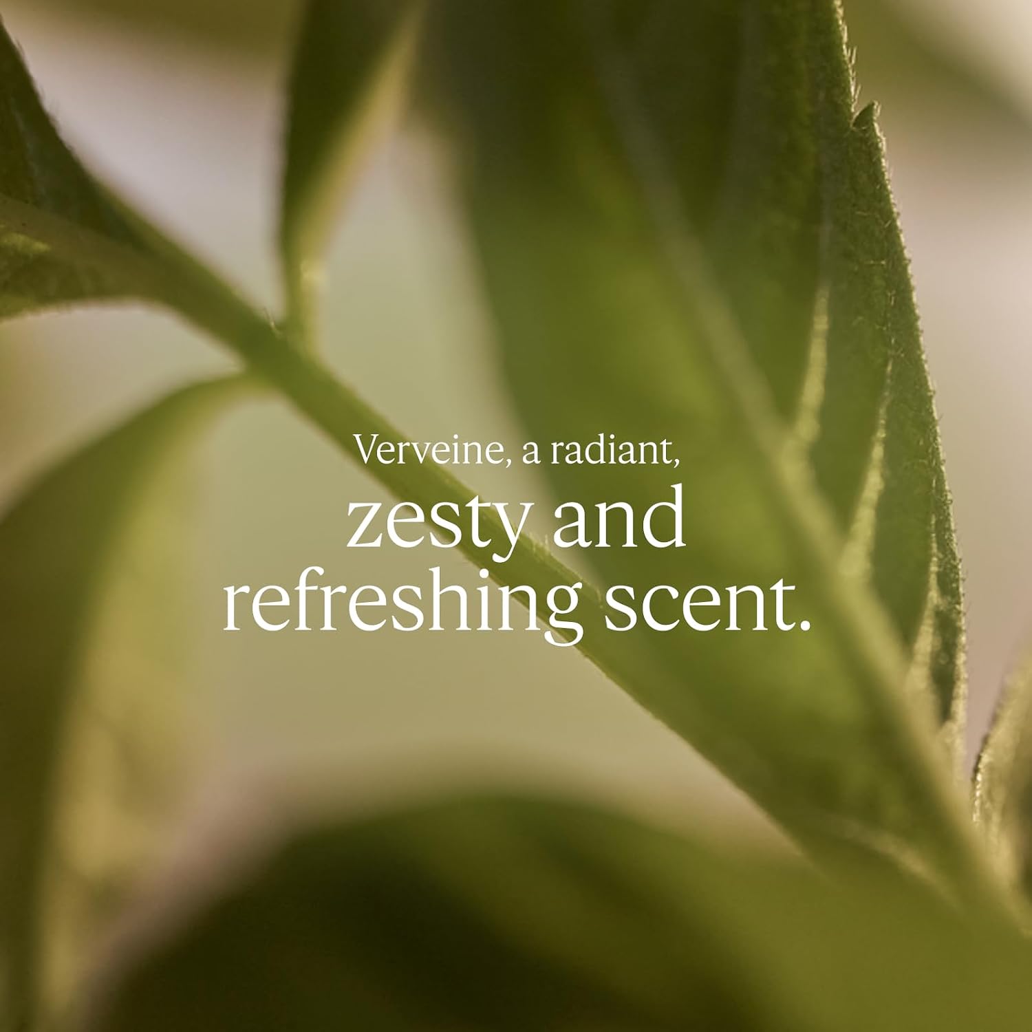 L'Occitane Verveine Geranium Eau de Toilette 100ml fragrance notes and product information